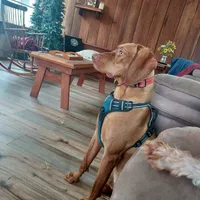 Tuffy, a male Vizsla for sale in Harrington, DE – 2 of 3