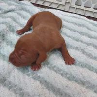 Adam, a male Vizsla for sale in Harrington, DE – 1 of 1