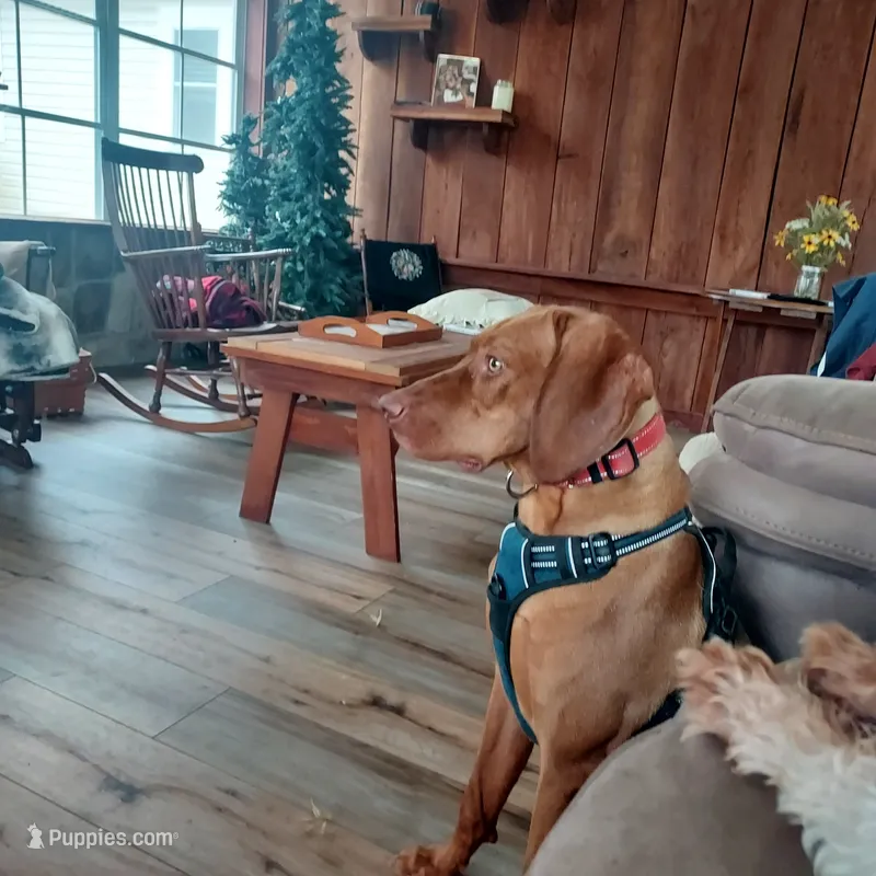 Tuffy – Vizsla puppy for sale in Harrington, DE