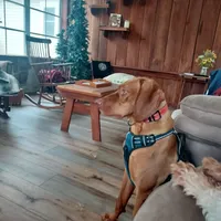 Tuffy, a male Vizsla for sale in Harrington, DE – 1 of 3