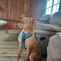 Tuffy, a male Vizsla for sale in Harrington, DE – 3 of 3