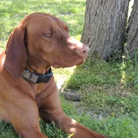 Missy, a female Vizsla for sale in Harrington, DE – 1 of 1