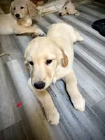 Blue - AKC Golden Retriever, a male Golden Retriever for sale in Springfield, OR – 2 of 8