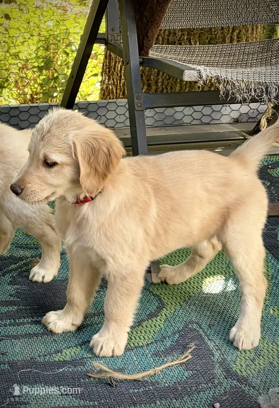 Red - AKC Golden Retriever – Golden Retriever puppy for sale in Springfield, OR
