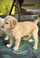 Red - AKC Golden Retriever, a male Golden Retriever for sale in Springfield, OR – 1 of 7