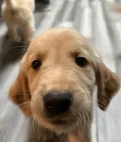 Blue - AKC Golden Retriever, a male Golden Retriever for sale in Springfield, OR – 3 of 8