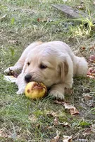 Burgundy AKC Golden Retriever, a male Golden Retriever for sale in Springfield, OR – 5 of 8