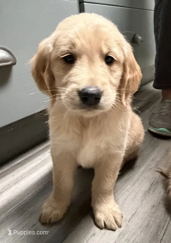 Lovey - AKC Golden Retriever – Golden Retriever puppy for sale in Springfield, OR