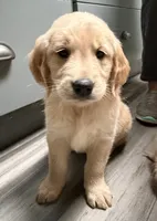 Lovey - AKC Golden Retriever, a female Golden Retriever for sale in Springfield, OR – 1 of 9