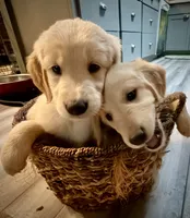 Lovey - AKC Golden Retriever, a female Golden Retriever for sale in Springfield, OR – 8 of 9