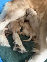 Blue - AKC Golden Retriever, a male Golden Retriever for sale in Springfield, OR – 5 of 8