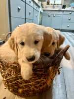 Burgundy AKC Golden Retriever, a male Golden Retriever for sale in Springfield, OR – 8 of 8