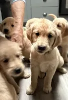 Burgundy AKC Golden Retriever, a male Golden Retriever for sale in Springfield, OR – 6 of 8
