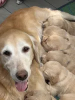 Red - AKC Golden Retriever, a male Golden Retriever for sale in Springfield, OR – 2 of 7