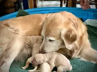 Lovey - AKC Golden Retriever, a female Golden Retriever for sale in Springfield, OR – 3 of 9