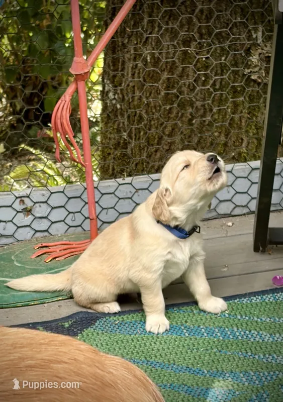 Blue - AKC Golden Retriever – Golden Retriever puppy for sale in Springfield, OR