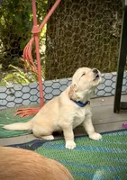 Blue - AKC Golden Retriever, a male Golden Retriever for sale in Springfield, OR – 1 of 8