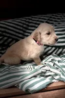 Lovey - AKC Golden Retriever, a female Golden Retriever for sale in Springfield, OR – 5 of 9