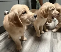 Blue - AKC Golden Retriever, a male Golden Retriever for sale in Springfield, OR – 7 of 8