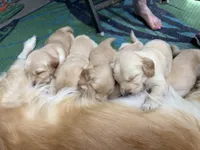 Red - AKC Golden Retriever, a male Golden Retriever for sale in Springfield, OR – 4 of 7