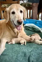 Blue - AKC Golden Retriever, a male Golden Retriever for sale in Springfield, OR – 4 of 8