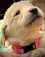 Lovey - AKC Golden Retriever, a female Golden Retriever for sale in Springfield, OR – 6 of 9