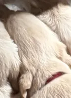 Burgundy AKC Golden Retriever, a male Golden Retriever for sale in Springfield, OR – 4 of 8