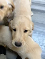 Lovey - AKC Golden Retriever, a female Golden Retriever for sale in Springfield, OR – 9 of 9