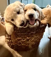 Blue - AKC Golden Retriever, a male Golden Retriever for sale in Springfield, OR – 6 of 8