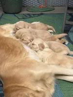 Lovey - AKC Golden Retriever, a female Golden Retriever for sale in Springfield, OR – 4 of 9