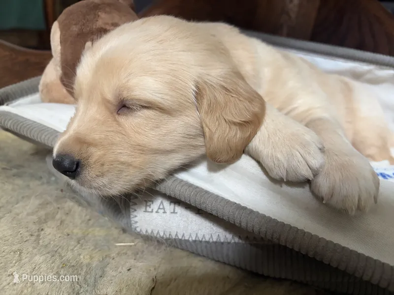 Burgundy AKC Golden Retriever – Golden Retriever puppy for sale in Springfield, OR