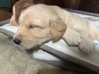 Burgundy AKC Golden Retriever, a male Golden Retriever for sale in Springfield, OR – 1 of 8