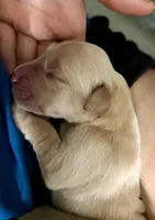 Lovey - AKC Golden Retriever, a female Golden Retriever for sale in Springfield, OR – 2 of 9