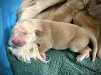 Burgundy AKC Golden Retriever, a male Golden Retriever for sale in Springfield, OR – 2 of 8