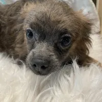 Simon(C), a male Chihuahua for sale in Savannah, TN – Photo 2 of 2