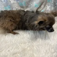 Simon(C), a male Chihuahua for sale in Savannah, TN – Photo 1 of 2