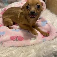 Girl 4 (F), a female Chihuahua for sale in Savannah, TN – Photo 2 of 5