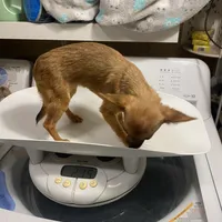 Girl 4 (F), a female Chihuahua for sale in Savannah, TN – Photo 3 of 5