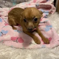 Girl 4 (F), a female Chihuahua for sale in Savannah, TN – Photo 4 of 5