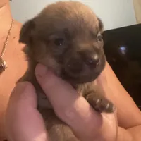 Girl 4 (F), a female Chihuahua for sale in Savannah, TN – Photo 1 of 5