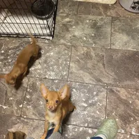 Boy 3 (F), a male Chihuahua for sale in Savannah, TN – Photo 7 of 7