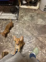 Boy 3 (F), a male Chihuahua for sale in Savannah, TN – Photo 7 of 7