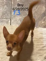 Boy 3 (F), a male Chihuahua for sale in Savannah, TN – Photo 5 of 7