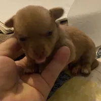 Boy 3 (F), a male Chihuahua for sale in Savannah, TN – Photo 1 of 7