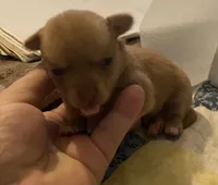 Boy 3 (F), a male Chihuahua for sale in Savannah, TN – Photo 1 of 7