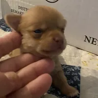 Boy 3 (F), a male Chihuahua for sale in Savannah, TN – Photo 2 of 7