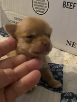 Boy 3 (F), a male Chihuahua for sale in Savannah, TN – Photo 2 of 7