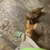 Boy 3 (F), a male Chihuahua for sale in Savannah, TN – Photo 6 of 7