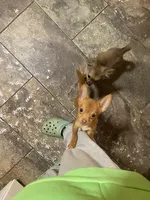 Boy 3 (F), a male Chihuahua for sale in Savannah, TN – Photo 6 of 7