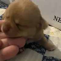 Boy 3 (F), a male Chihuahua for sale in Savannah, TN – Photo 3 of 7